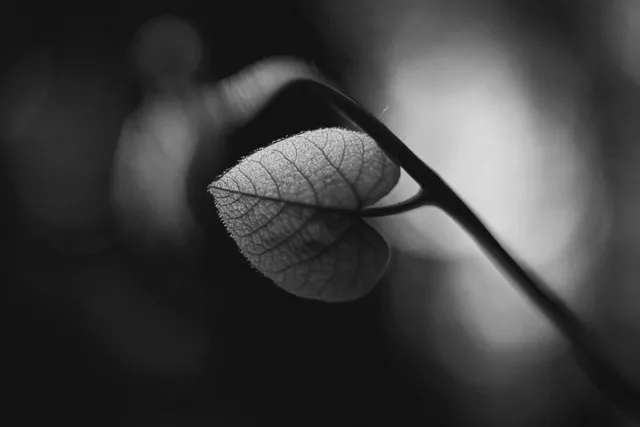 Natura — fotografia Edyty Wojdyło, kadr 57