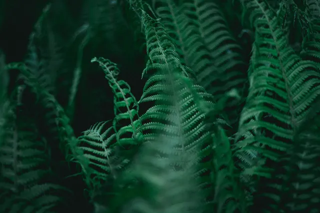 Natura — fotografia Edyty Wojdyło, kadr 58