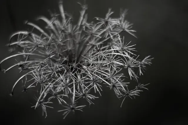 Natura — fotografia Edyty Wojdyło, kadr 59